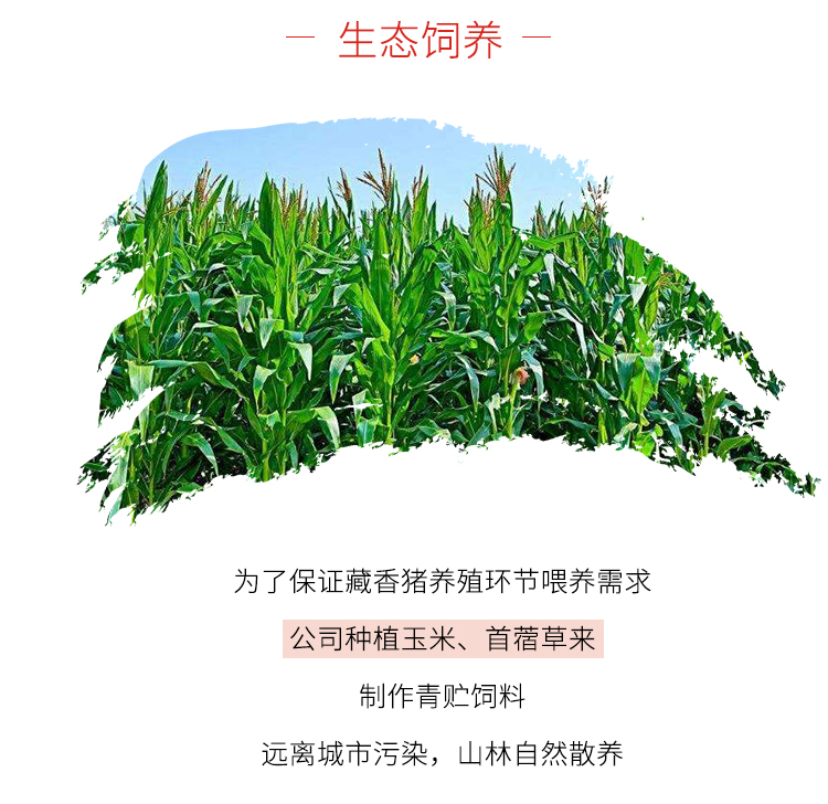 藏香年猪整头精分割礼盒_10.jpg