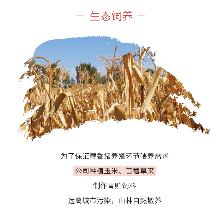 1_11.jpg